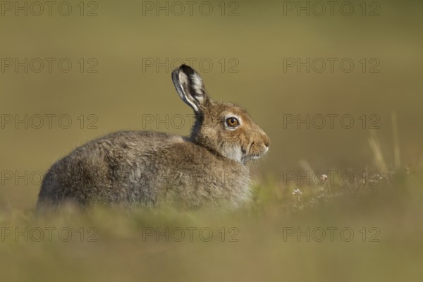 Mountain hare (Lepus timidus) adult mammal in summer coat on an upland moorland, Scotland, United