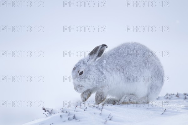 Mountain hare (Lepus timidus) adult mammal in winter coat searching for food on a snow covered