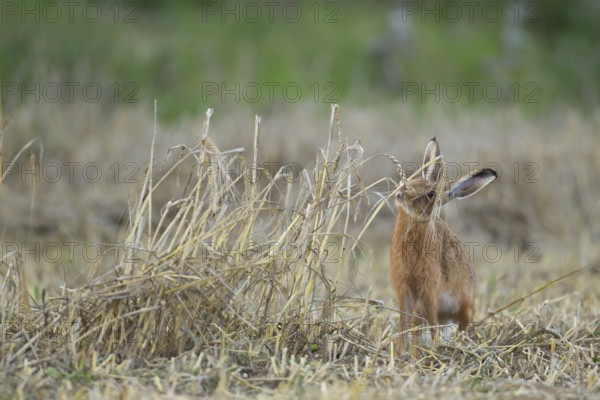 European brown hare (Lepus europaeus) adult mammal feeding on wheat sheaths in a farmland stubble