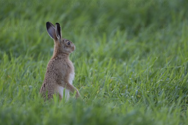 European brown hare (Lepus europaeus) adult mammal looking alert in a farmland cereal field in