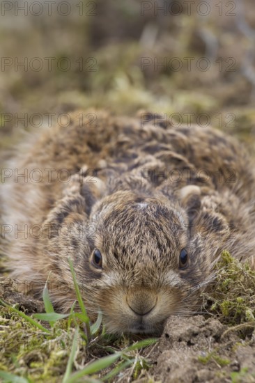European brown hare (Lepus europaeus) juvenile baby leveret laying still in grassland in spring,