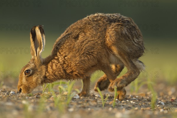 European brown hare (Lepus europaeus) adult mammal feeding in a farmland maize field in summer,