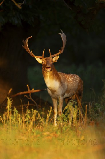 Fallow deer (Dama dama) adult male buck mammal roaring during the rutting season on the edge of a