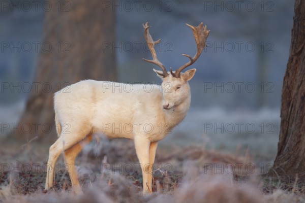 Fallow deer (Dama dama) adult male buck mammal in white form in a frost covered woodland in winter,