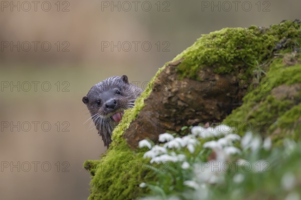 European otter (Lutra lutra) adult mammal on a river bank in spring, Norfolk, England, United