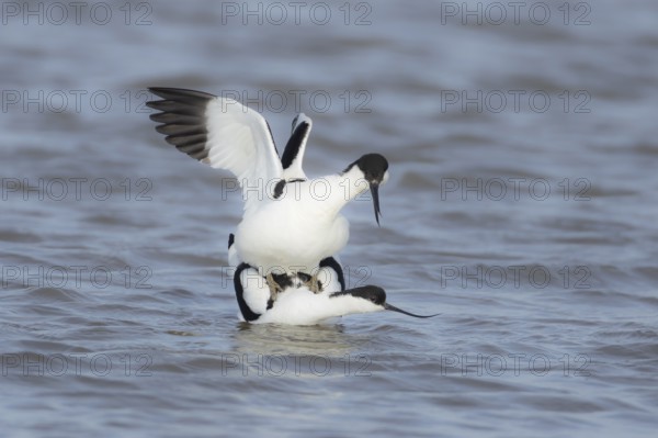 Pied avocet (Recurvirostra avosetta) two adult wading birds in love mating on a lagoon in spring,