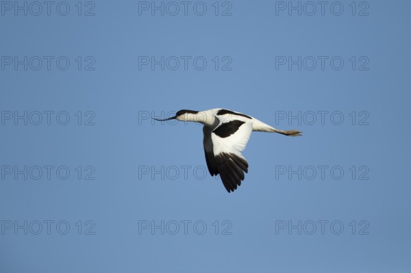 Pied avocet (Recurvirostra avosetta) adult wading bird in flight in summer, RSPB Titchwell nature