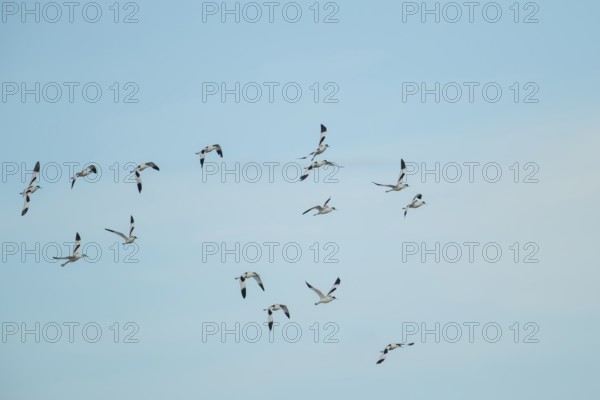 Pied avocet (Recurvirostra avosetta) adult wading birds flying in a flock in summer, RSPB Frampton