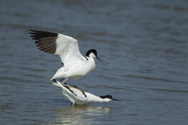 Pied avocet (Recurvirostra avosetta) two adult wading birds in love mating on a lagoon in spring,