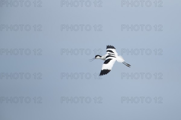 Pied avocet (Recurvirostra avosetta) adult wading bird calling in flight in spring, RSPB Minsmere
