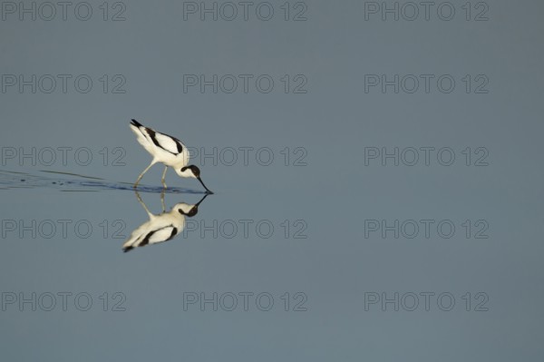 Pied avocet (Recurvirostra avosetta) adult wading bird feeding in a shallow lagoon in summer, RSPB