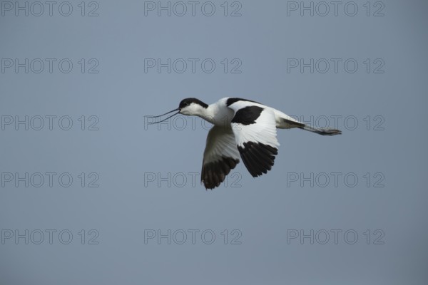 Pied avocet (Recurvirostra avosetta) adult wading bird calling in flight in summer, RSPB Minsmere