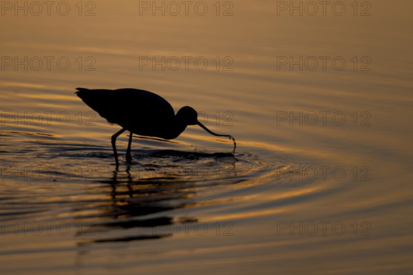 Pied avocet (Recurvirostra avosetta) adult wading bird feeding in a shallow lagoon silhouette at