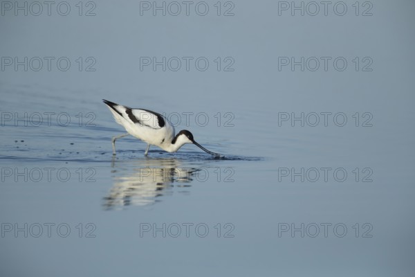 Pied avocet (Recurvirostra avosetta) adult wading bird feeding in a shallow lagoon in summer, RSPB