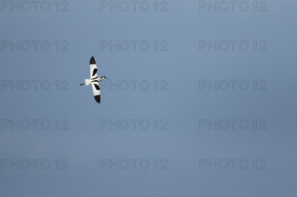 Pied avocet (Recurvirostra avosetta) adult wading bird in flight in spring, RSPB Minsmere nature