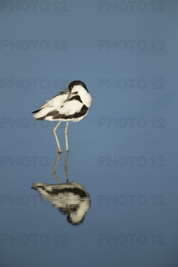 Pied avocet (Recurvirostra avosetta) adult wading bird preening in a shallow lagoon in summer, RSPB