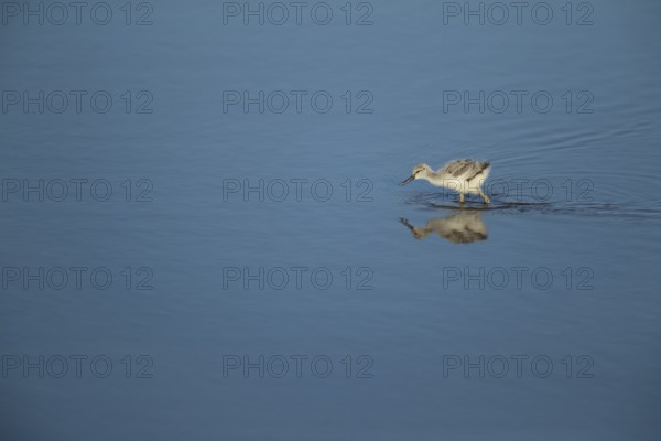 Pied avocet (Recurvirostra avosetta) juvenile baby wading bird in a shallow lagoon in summer, RSPB