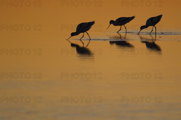 Pied avocet (Recurvirostra avosetta) three adult wading birds feeding in a lagoon silhouette at