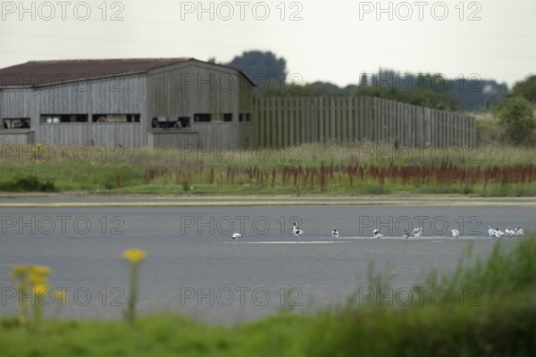 Pied avocet (Recurvirostra avosetta) adult wading birds in a lagoon with a hide in the background