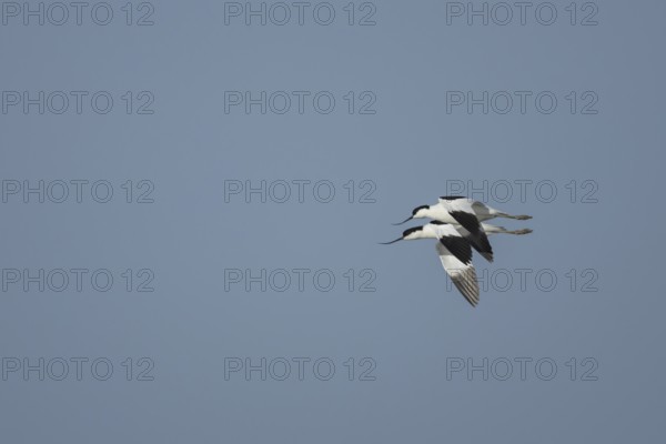 Pied avocet (Recurvirostra avosetta) two adult wading birds in flight in spring, RSPB Minsmere