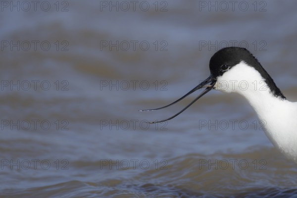 Pied avocet (Recurvirostra avosetta) adult wading bird calling on a lagoon, RSPB Titchwell nature