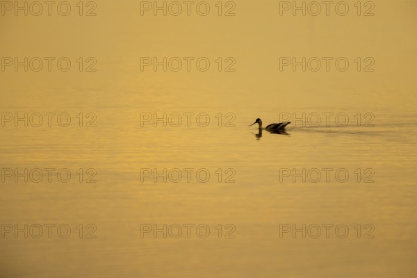 Pied avocet (Recurvirostra avosetta) adult wading bird swimming across a shallow lagoon at sunset,
