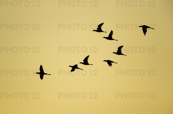 Pied avocet (Recurvirostra avosetta) eight adult wading birds flying in a flock silhouette at