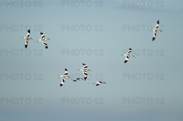 Pied avocet (Recurvirostra avosetta) eight adult wading birds flying in a flock in summer, RSPB