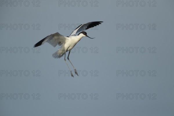 Pied avocet (Recurvirostra avosetta) adult wading bird in flight on approach to land in summer,