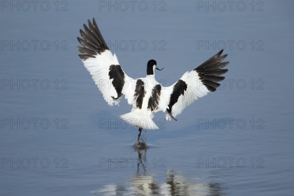 Pied avocet (Recurvirostra avosetta) adult wading bird in flight taking off in summer, RSPB