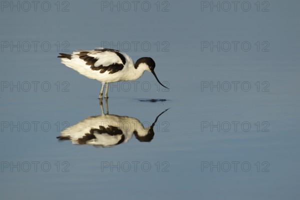 Pied avocet (Recurvirostra avosetta) adult wading bird feeding in a lagoon in summer, RSPB
