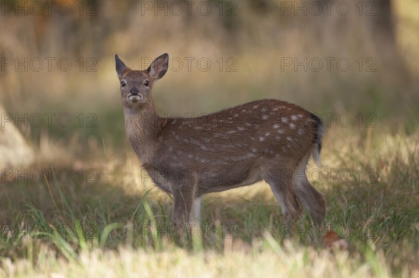 Sika deer (Cervus nippon) juvenile young female doe fawn standing in a woodland clearing in autumn,