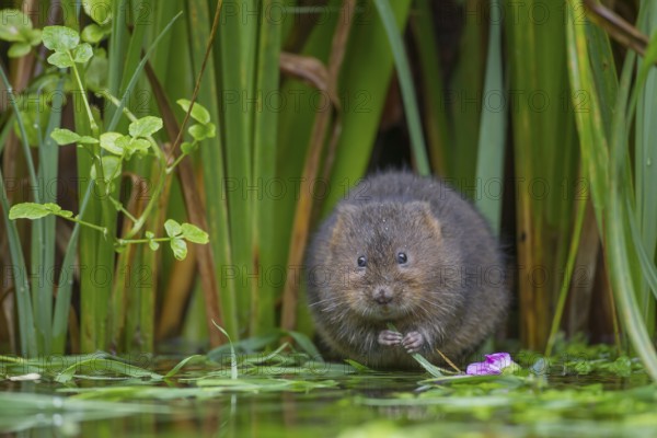 Water vole (Arvicola amphibius) adult rodent animal feeding on plant stems at the edge of a pond,