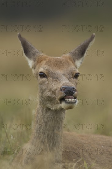 Red deer (Cervus elaphus) adult female hind animal humourously funny sticking its tongue out,