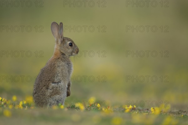 Rabbit (Oryctolagus cuniculus) juvenile baby wild bunny animal amongst yellow wildflowers in