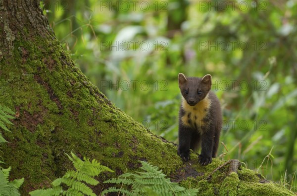European pine marten (Martes martes) adult mustelid animal on a tree root in a woodland in summer,