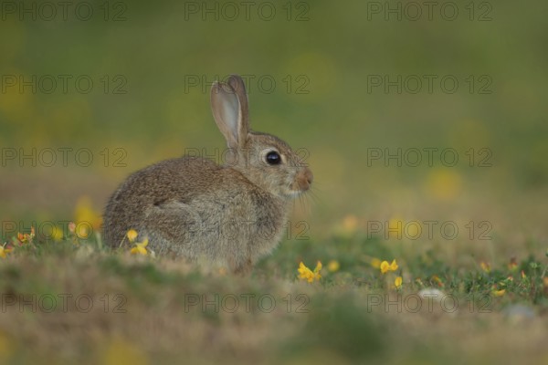 Rabbit (Oryctolagus cuniculus) juvenile baby wild bunny animal resting on grassland in summer,