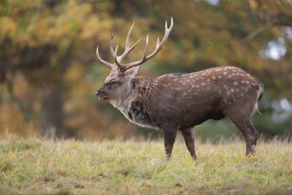 Sika deer (Cervus nippon) adult male stag roaring during the rutting season in a woodland clearing