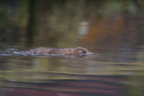 Water vole (Arvicola amphibius) adult rodent animal swimming on the water surface of a pond,