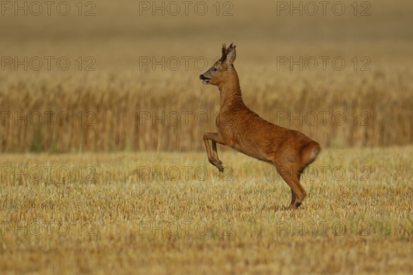 Roe deer (Capreolus capreolus) adult male roebuck buck animal running in a farmland stubble field