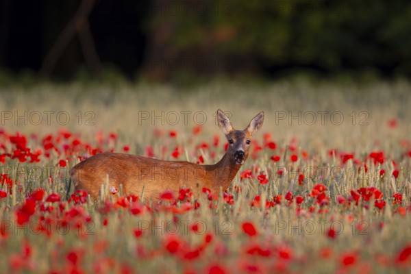 Roe deer (Capreolus capreolus) adult female doe animal feeding on a poppy flower in a farmland