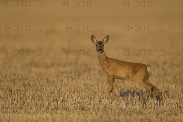 Roe deer (Capreolus capreolus) juvenile female doe fawn animal in a farmland stubble field in