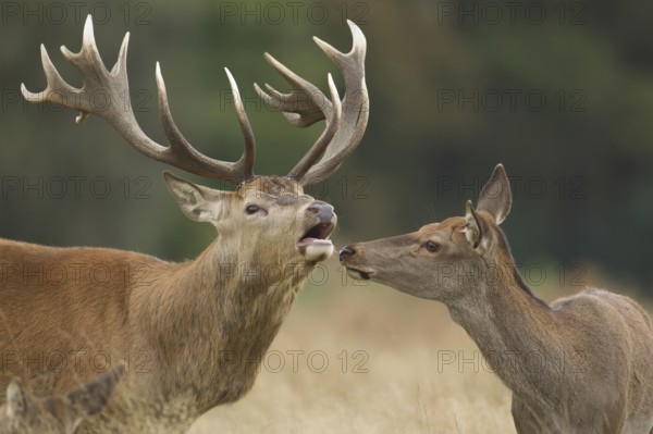 Red deer (Cervus elaphus) adult male stag animal roaring during the rutting season with a female
