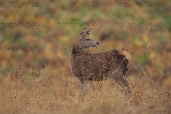 Red deer (Cervus elaphus) juvenile female hind fawn animal standing on in grassland in autumn,