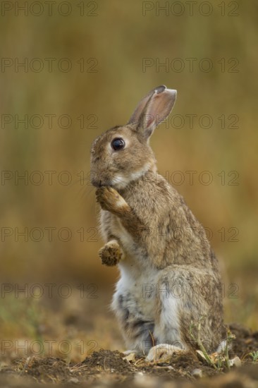 Rabbit (Oryctolagus cuniculus) adult wild bunny animal washing its foot in summer, Norfolk,