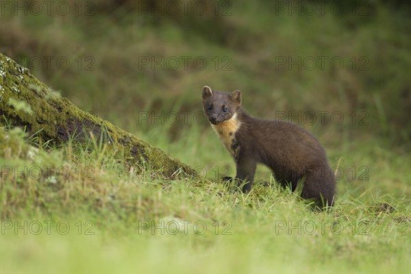 European pine marten (Martes martes) adult mustelid animal in a woodland in summer, Scotland,