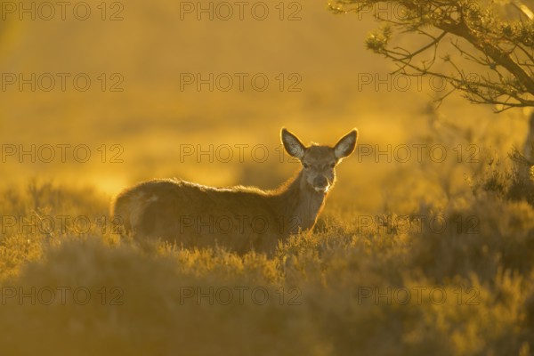 Red deer (Cervus elaphus) juvenile female hind fawn animal standing in heathland at sunset,