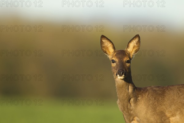 Roe deer (Capreolus capreolus) adult female doe animal head portrait in spring, Norfolk, England,