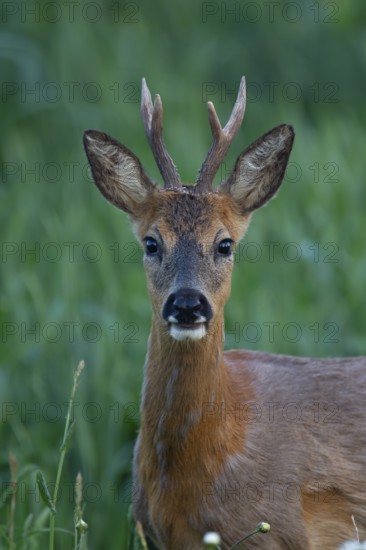 Roe deer (Capreolus capreolus) adult male roebuck buck animal head portrait in summer, Suffolk,
