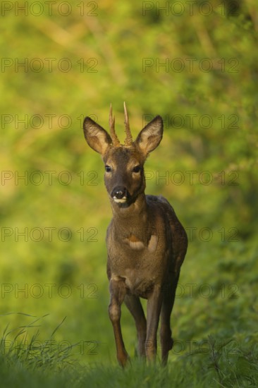 Roe deer (Capreolus capreolus) adult male roebuck buck animal walking by the side of a hedgerow in